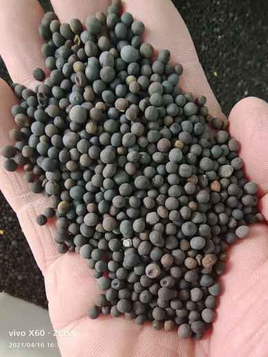 綠肥毛苕子種子價(jià)格及其在谷類作物中的應(yīng)用