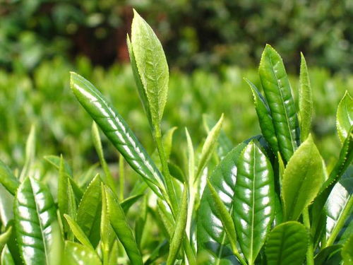 谷雨春蔬生長正當(dāng)時(shí)，飲茶食韭疏肝補(bǔ)谷