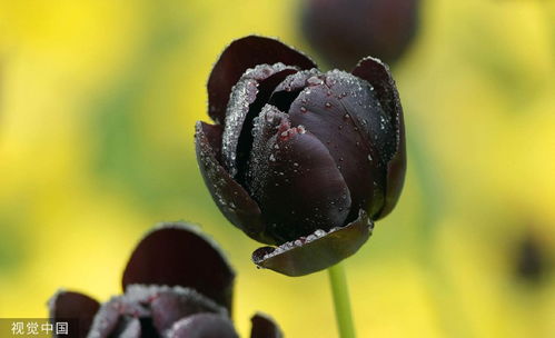 谷雨時(shí)節(jié)春雨綿綿，潤澤萬物谷類生長
