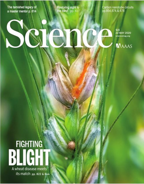 從攻克小麥赤霉病看加快現代種業發展，山東版“隆平高科”令人期待