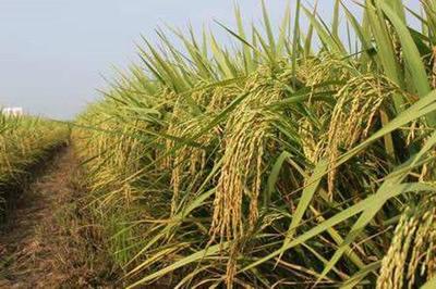 探秘谷類作物耐旱的奧秘 副衛細胞的作用與抗旱作物培育