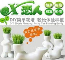 長草娃娃植物供應與批發指南 價格、采購渠道及谷類作物應用