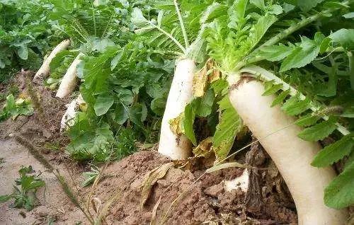 輪作中的秘密 讓土地優質高產谷類作物的關鍵