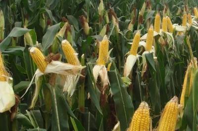 糧食農作物的三大分類 谷類、豆類與薯類